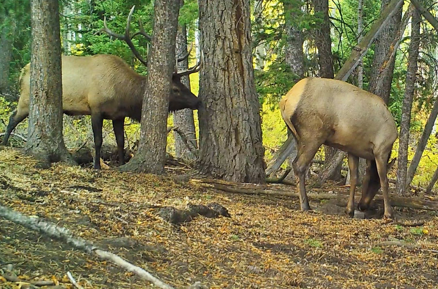 BYU researchers help guide efforts to control elk population News